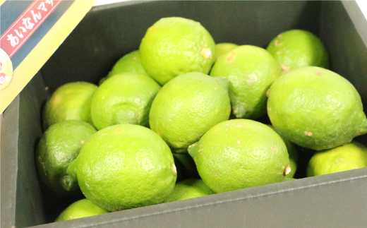 訳あり レモン 2.5kg 5000円 柑橘 サイズ 不揃い 家庭用 檸檬 国産 れもん フルーツ 果物 果実 産地直送 農家直送 数量限定 期間限定 特産品 瀬戸内 ワックス 防腐剤 不使用 果汁 人気 新鮮 少量 お試し レモネード 塩レモン レモン酢 レモンソース はちみつレモン レモンケーキ レモンスカッシュ レモンサワー レモン酎ハイ ビタミン 規格外 あいなんマザーズ 愛南町 愛媛県 レモン レモン レモン レモン レモン レモン レモン