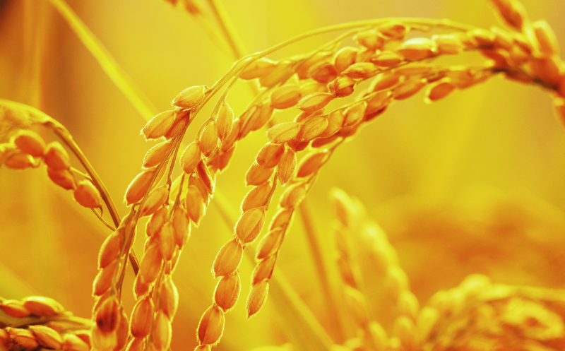 先行予約 新米 令和7年産 コシヒカリ 10kg 25000円 お米 白米 精米 米 こめ 産地直送 国産 農家直送 期間限定 数量限定 特産品 先行 事前 受付 令和7年度産 2025年産 もっちり 粘り 甘み おいしい おにぎり こしひかり 内祝い お祝い 贈答品 お返し プレゼント ギフト 土産 御礼 お礼 お取り寄せ えひめ南農業協同組合 愛南町 愛媛県 10kg