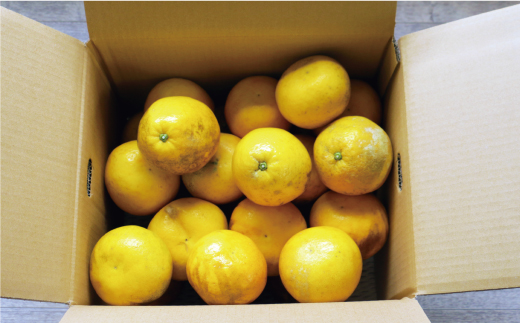 訳あり 河内晩柑 9kg （ サイズミックス ） 7000円 みかん かわちばんかん 愛南ゴールド あいなん ゴールド 美生柑 文旦 グレープフルーツ 和製 家庭用 産地直送 国産 農家直送 糖度 果樹園 期間限定 数量限定 ビタミン 特産品 ゼリー ジュース 人気 限定 さわやか 甘い フルーツ 果物 柑橘 蜜柑 規格外 愛南町 愛媛県 ミッチーのおみかん畑 みかん 河内晩柑 愛南ゴールド みかん 河内晩柑 愛南ゴールド みかん 河内晩柑