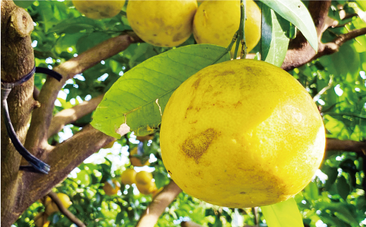 訳あり 河内晩柑 樹齢 30年以上 10kg （ サイズ おまかせ ） 7000円 みかん かわちばんかん 愛南ゴールド あいなん ゴールド 美生柑 文旦 グレープフルーツ 和製 家庭用 産地直送 国産 農家直送 期間限定 数量限定 ビタミン 特産品 ゼリー ジュース マーマレード ピール ドライフルーツ 人気 限定 さわやか 甘い フルーツ 果物 柑橘 蜜柑 規格外 愛南町 愛媛県 果樹園みどり みかん 河内晩柑 みかん 河内晩柑 みかん