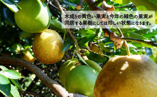 樹齢40年 愛南ゴールドジュース 720ml × 2本 河内晩柑 愛南ゴールド 焼酎 蒸留酒 果汁 無添加 ジュース 贈答 ギフト プレゼント 河内晩柑 ばんかん 柑橘 かんきつ 果汁 100% 愛媛 みかん 蜜柑 ゼリー 寒天 母の日 敬老の日 お歳暮 お中元 国産 愛南町青果市場