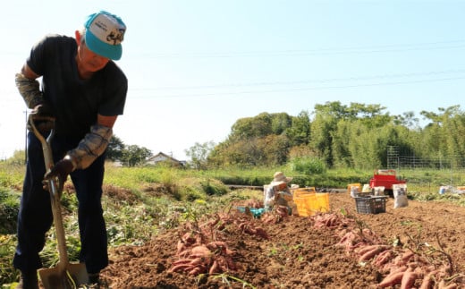 訳あり 熟成 紅はるか 7kg 2S～3Lサイズ さつまいも いも 低温熟成 完全熟成収穫 甘い 糖度 焼き芋 やきいも スイートポテト おやつ サイズミックス 2S～3Lサイズ 高糖度 料理 国産 愛媛県 愛南町青果市場 発送時期：2024年12月～（なくなり次第終了）