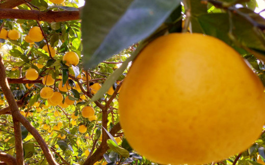 訳あり 愛南ゴールド ( 河内晩柑 ) 7kg みかん 蜜柑 河内晩柑 和製 グレープフルーツ 傷 不揃い 規格外 常温 愛媛県 愛南町青果市場 発送: 4月上旬～なくなり次第終了（みかん 愛南ゴールド みかん 河内晩柑 みかん 和製 みかん）