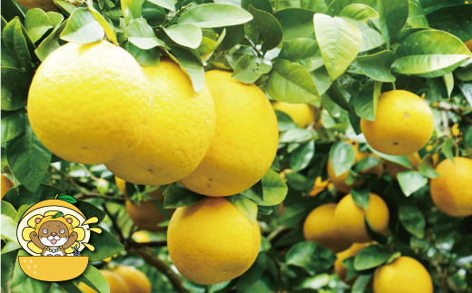 河内晩柑 大玉 7kg 8000円 みかん かわちばんかん 愛南ゴールド 規格外 愛媛県 愛南町 塚岡農園 河内晩柑 大玉 7kg みかん かわちばんかん 愛南ゴールド 愛媛県 愛南町 和製 グレープフルーツ 農家直送 酸味 甘味 果汁 たっぷり 河内晩柑 大玉 7kg みかん かわちばんかん 愛南ゴールド 愛媛県 愛南町 和製 グレープフルーツ 農家直送 酸味 甘味 果汁 たっぷり河内晩柑 大玉 7kg みかん かわちばんかん みかん