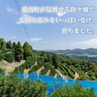 レモン 約 3kg 24個 檸檬 フルーツ 果物 くだもの 柑橘 国産 新鮮 減農薬 ノンワックス 防腐剤 不使用 ビタミンC 美容 美肌 健康 皮ごと 牡蠣 かき 魚 さかな 肉 にく スイーツ パスタ みかん 蜜柑  愛媛県 愛南町