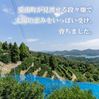 レモン 約 1.5kg 12個 檸檬 フルーツ 果物 くだもの 柑橘 国産 新鮮 減農薬 ノンワックス 防腐剤 不使用 ビタミンC 美容 美肌 健康 皮ごと 牡蠣 かき 魚 さかな 肉 にく スイーツ パスタ みかん 蜜柑  愛媛県 愛南町