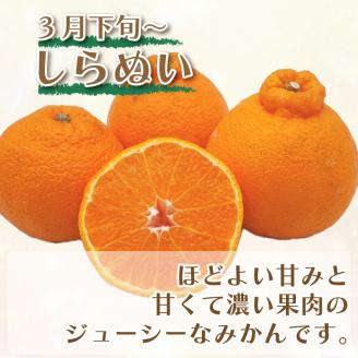 吉田農園の旬の柑橘定期便5kg 3回