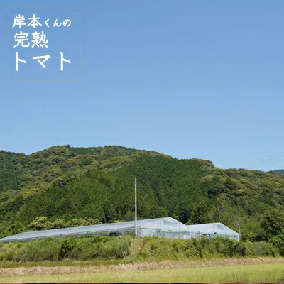 定期便 3回 岸本くんの 完熟 トマト 26000円 とまと ミニトマト 大玉 イエローアイコ パック トマトジュース トマトケチャップ トマトソース 4kg 野菜 国産 産地直送 農家直送 期間限定 数量限定 特産品 人気 ブランド アイコ 高糖度 ハウス栽培 お取り寄せ 料理 に 冷凍 保存 もおすすめ 岸本 真一 愛南町 愛媛県