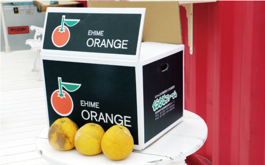 先行予約 訳あり 河内晩柑 樹齢 20年以上 9kg （ サイズおまかせ） 7000円 みかん かわちばんかん 愛南ゴールド あいなん ゴールド 美生柑 文旦 グレープフルーツ 和製 家庭用 産地直送 国産 農家直送 期間限定 数量限定 先行 受付 事前 予約 ビタミン 特産品 ゼリー ジュース 人気 限定 さわやか 甘い フルーツ 果物 柑橘 蜜柑 規格外 くらもとファーム 愛南町 愛媛県 みかん 河内晩柑 みかん 河内晩柑 みかん 河内晩柑 みかん