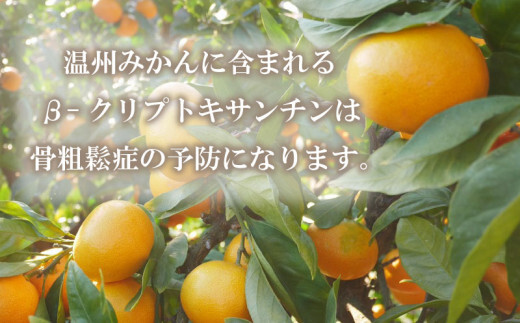 先行予約 訳あり 温州みかん 5kg 7000円 愛媛 みかん こたつ みかん 愛媛みかん ミカン mikan 家庭用 産地直送 国産 農家直送 糖度 果樹園 期間限定 数量限定 特産品 ゼリー ジュース アイス 人気 限定 甘い 果実 果肉 フルーツ 果物 柑橘 蜜柑 先行 事前 予約 受付 ビタミン 健康 おいしい ジューシー 規格外 サイズ ミックス 愛南町 愛媛県 ミッチーのおみかん畑 みかん みかん みかん みかん みかん みかん みかん みかん