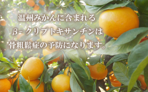 先行予約 お試し用 訳あり 温州みかん 2kg 5000円 愛媛 みかん こたつ みかん 愛媛みかん ミカン mikan 家庭用 産地直送 国産 農家直送 糖度 果樹園 期間限定 数量限定 特産品 ゼリー ジュース アイス 人気 限定 甘い 果実 果肉 フルーツ 果物 柑橘 蜜柑 先行 事前 受付 ビタミン 健康 おいしい ジューシー 規格外 サイズ ミックス 愛南町 愛媛県 ミッチーのおみかん畑 みかん みかん みかん みかん みかん みかん