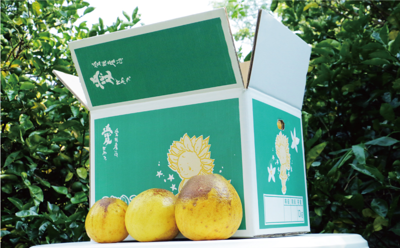 訳あり 河内晩柑 樹齢 30年以上 10kg （ サイズ おまかせ ） 7000円 みかん かわちばんかん 愛南ゴールド あいなん ゴールド 美生柑 文旦 グレープフルーツ 和製 家庭用 産地直送 国産 農家直送 期間限定 数量限定 ビタミン 特産品 ゼリー ジュース マーマレード ピール ドライフルーツ 人気 限定 さわやか 甘い フルーツ 果物 柑橘 蜜柑 規格外 愛南町 愛媛県 果樹園みどり みかん 河内晩柑 みかん 河内晩柑 みかん