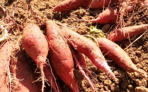 訳あり 熟成 紅はるか 7kg 2S～3Lサイズ さつまいも いも 低温熟成 完全熟成収穫 甘い 糖度 焼き芋 やきいも スイートポテト おやつ サイズミックス 2S～3Lサイズ 高糖度 料理 国産 愛媛県 愛南町青果市場 発送時期：2024年12月～（なくなり次第終了）