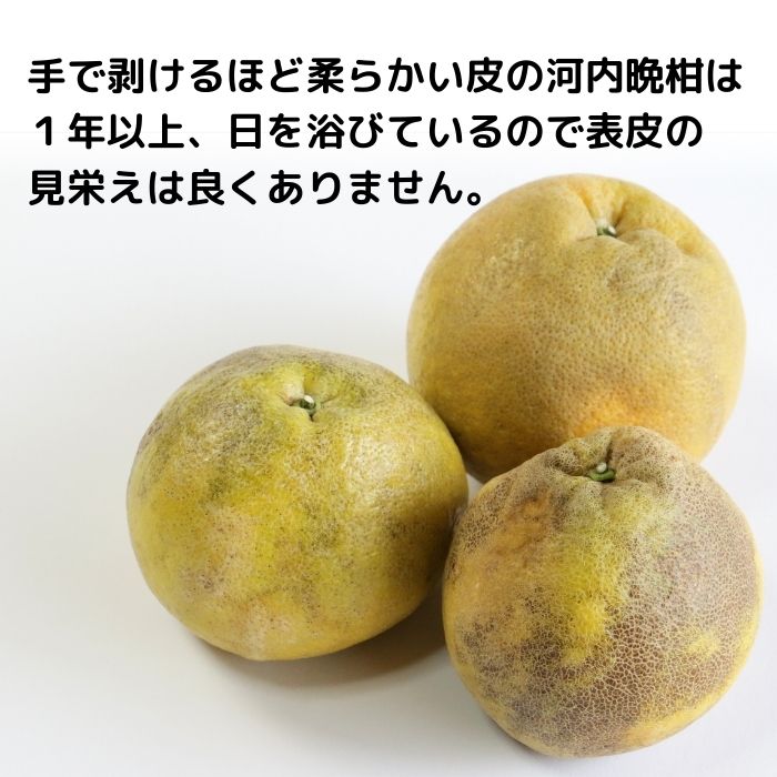 訳あり 愛南ゴールド ( 河内晩柑 ) 7kg みかん 蜜柑 河内晩柑 和製 グレープフルーツ 傷 不揃い 規格外 常温 愛媛県 愛南町青果市場 発送: 4月上旬～なくなり次第終了（みかん 愛南ゴールド みかん 河内晩柑 みかん 和製 みかん）