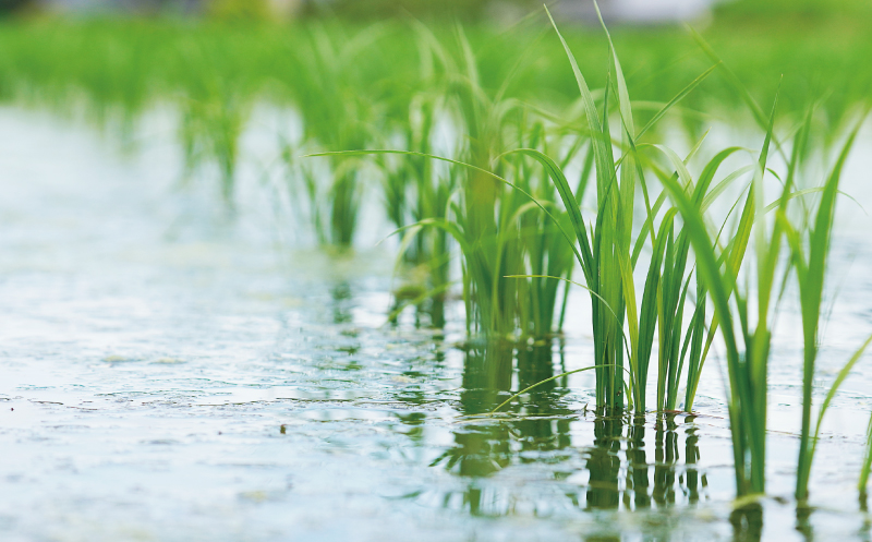 先行予約 新米 令和7年産 コシヒカリ 10kg 24000円 お米 白米 精米 米 こめ 産地直送 国産 農家直送 期間限定 数量限定 特産品 先行 事前 受付 令和7年度産 2025年産 もっちり 粘り 甘み おいしい おにぎり こしひかり 内祝い お祝い 贈答品 お返し プレゼント ギフト 土産 御礼 お礼 お取り寄せ 田中均 愛南町 愛媛県