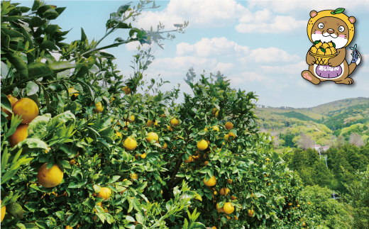 河内晩柑 大玉 7kg 8000円 みかん かわちばんかん 愛南ゴールド 規格外 愛媛県 愛南町 塚岡農園 河内晩柑 大玉 7kg みかん かわちばんかん 愛南ゴールド 愛媛県 愛南町 和製 グレープフルーツ 農家直送 酸味 甘味 果汁 たっぷり 河内晩柑 大玉 7kg みかん かわちばんかん 愛南ゴールド 愛媛県 愛南町 和製 グレープフルーツ 農家直送 酸味 甘味 果汁 たっぷり河内晩柑 大玉 7kg みかん かわちばんかん みかん