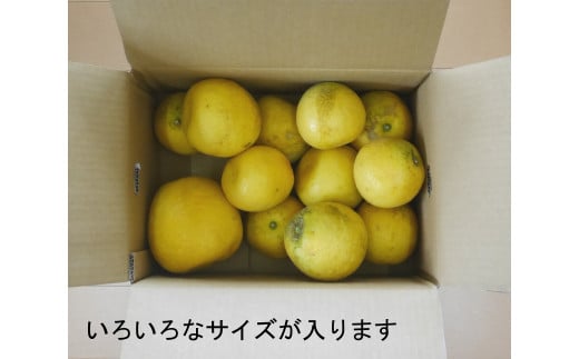 数量限定 先行予約 訳あり 河内晩柑 3kg 5000円 お試し用 みかん わけあり かわちばんかん 愛南ゴールド あいなん ゴールド 夏 文旦 グレープフルーツ 和製 家庭用 少量 お試し 産地直送 国産 農家直送 期間限定 数量限定 ビタミン 健康 おいしい 特産品 ゼリー ジュース 人気 限定 さわやか 甘い フルーツ 果物 柑橘 mikan 蜜柑 ミカン 規格外 吉田農園 愛南町 愛媛県
