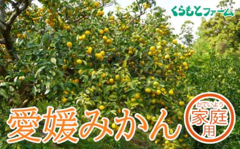 【家庭用】くらもとファームのえひめみかん おまかせmix 10kg 発送期間:12月1日～1月31日