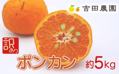 先行予約 訳あり ポンカン 約5kg 愛南育ち 柑橘 フルーツ みかん 蜜柑 オレンジ 温州みかん 文旦 河内晩柑 デコポン 不知火 せとか 紅まどんな なつみ はるか レモン ブラッドオレンジ  ネーブル 果物 果実 ゼリー ジュース 甘い ジューシー 愛媛県 愛南町 吉田農園
