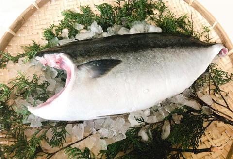 5kg 以上 の 久良 の ぶり 半身 フィレタイプ × 2枚 50000円 ぶり 鰤 ぶりしゃぶ 鰤しゃぶ ブリ たたき 丸ごと 1本 年末 年始 国産 特産品 魚介類 海産物 まるごと 刺身 鮮魚 養殖 フィレ 片身 真空 パック 冷蔵 海鮮 魚介 ブランド 魚 ぶりしゃぶ しゃぶしゃぶ 刺し身 海鮮丼 産地直送 すぶり お歳暮 年末年始 久良漁業協同組合 愛南町 愛媛県