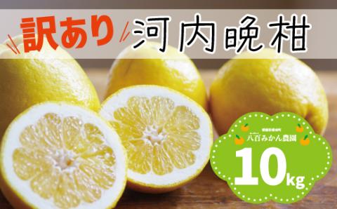 【 訳あり 】 河内晩柑 10kg 先行予約 <発送期間：4月上旬～無くなり次第終了> 八百みかん農園 の かわちばんかん 10000円 家庭用 先行 事前 予約 受付 みかん 防腐剤不使用 数量限定