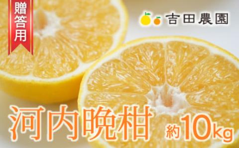 数量限定 先行予約 贈答用 河内晩柑 10kg 20000円 みかん かわちばんかん 愛南ゴールド あいなん ゴールド 夏 文旦 和製 グレープフルーツ 家庭用 産地直送 国産 農家直送 期間限定 ビタミン 健康 おいしい 特産品 ゼリー ジュース アイス 等に 人気 限定 さわやか 甘い フルーツ 果物 柑橘 mikan 蜜柑 ミカン ギフト プレゼント おすそわけ 吉田農園 愛南町 愛媛県