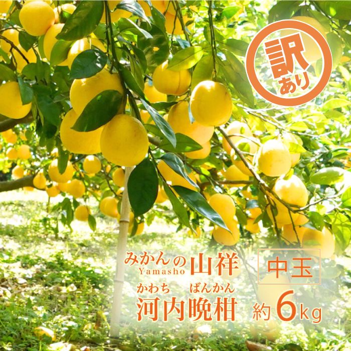訳あり みかんの山祥が贈る 樹齢25年以上の河内晩柑 中玉 6kg L~2Lサイズ （サイズミックス） みかん 蜜柑 河内晩柑 愛南ゴールド 果物 フルーツ 柑橘 ゼリー ジュース みかんの山祥 愛南町 愛媛県