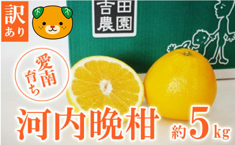数量限定 先行予約 訳あり 河内晩柑 5kg 7000円 みかん わけあり かわちばんかん 愛南ゴールド あいなん ゴールド 夏 文旦 和製 グレープフルーツ 家庭用 産地直送 国産 農家直送 期間限定 数量限定 ビタミン 健康 おいしい 特産品 ゼリー ジュース アイス 等に 人気 限定 さわやか 甘い フルーツ 果物 柑橘 mikan 蜜柑 ミカン 規格外 吉田農園 愛南町 愛媛県