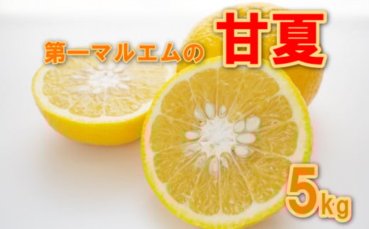 先行予約 甘夏 秀品 5kg 減農薬 柑橘 フルーツ 愛媛みかん ポンカン 文旦 河内晩柑 温州みかん ブラッド オレンジ ネーブル せとか なつみ 蜜柑 みかん 檸檬 果物 果実 ジューシー 数量限定 さっぱり 甘い 第一マルエム 愛媛県 愛南町