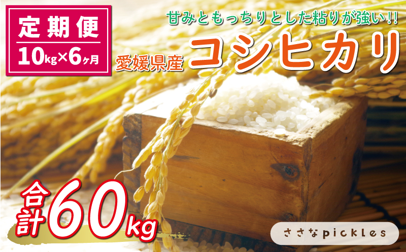新米 令和6年産 定期便 10kg × 6回 コシヒカリ 合計 60kg お米 白米 こしひかり 米 こめ 精米 産地直送 国産 農家直送 期間限定 数量限定 特産品 令和6年度産 2024年産 大粒 もっちり 粘り 甘み おいしい おにぎり 人気 内祝い お祝い 贈答品 お返し プレゼント 土産 御礼 お礼 お取り寄せ 愛南町 愛媛県 ささなピクルス お米 お米 お米 お米 お米 お米 お米 お米 お米 お米 お米 お米 お米 お米 お米 お米 お米 お米