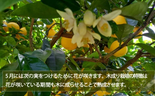 愛南ゴールド ( 河内晩柑 ) 6kg 樹齢30年 木成り 完熟プレミアム 柑橘 みかん 和製 グレープフルーツ 完熟 常温 愛南町青果市場 愛媛県 発送: 7月下旬～ (なくなり次第終了)