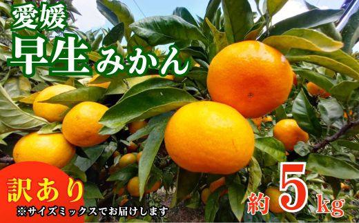 訳あり 愛媛みかん 早生みかん 5kg 早生みかん 蜜柑 みかん 温州みかん 早生 愛媛みかん オレンジ 果物 フルーツ 柑橘 人気 サイズ 不揃い サイズミックス 愛媛県 愛南町青果市場 発送期間：2024年11月初旬～11月末(なくなり次第終了) みかん 早生みかん みかん 早生みかん みかん 早生みかん みかん 早生みかん みかん 早生みかん みかん 早生みかん みかん 早生みかん みかん 早生みかん みかん 早生みかん