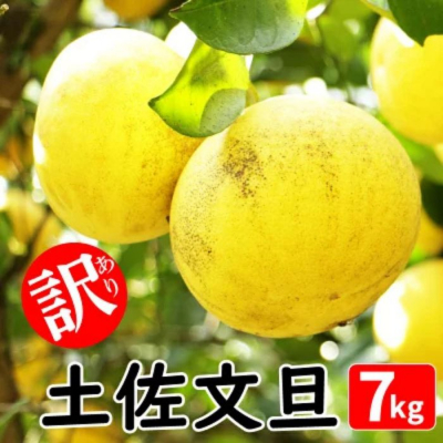  訳あり 土佐文旦 7kg 発送:2月中旬～(なくなり次第終了)  愛媛県 愛南町青果市場 なくなり次第終了