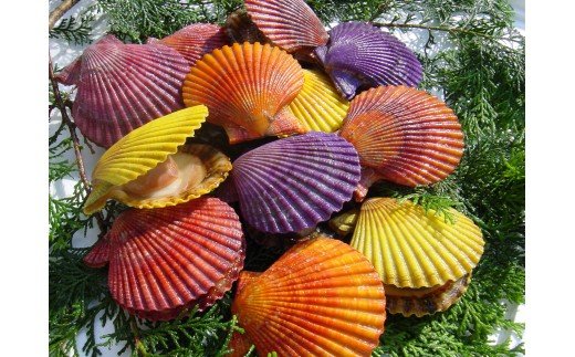 愛南ヒオウギ20枚 発送期間:12月1日～5月中旬(なくなり次第終了)