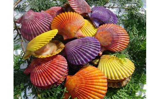 愛南ヒオウギ30枚 発送期間:12月1日～5月中旬(なくなり次第終了)