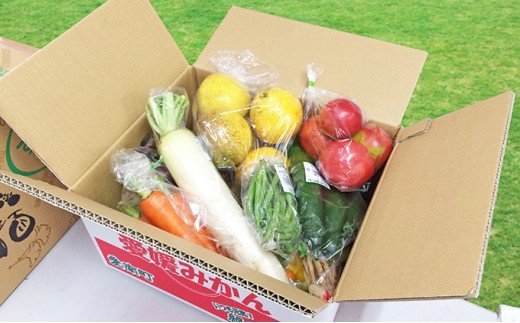 取りたて新鮮！旬の野菜詰め合わせセット