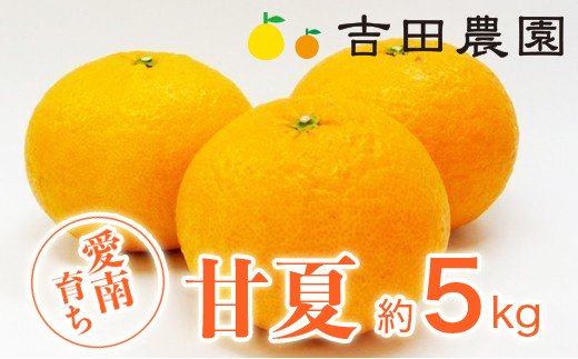 甘夏 5kg 7000円 みかん あまなつ 夏みかん グレープフルーツ だいだい 産地直送 国産 農家直送 糖度 果樹園 期間限定 数量限定 特産品 ゼリー マーマレード ピール ジュース デザート 人気 甘い おいしい フルーツ 果物 柑橘 蜜柑 吉田農園 愛南町 愛媛県