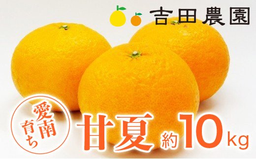 甘夏 10kg 11000円 みかん あまなつ 夏みかん グレープフルーツ だいだい 産地直送 国産 農家直送 糖度 果樹園 期間限定 数量限定 特産品 ゼリー マーマレード ピール ジュース デザート 人気 甘い おいしい フルーツ 果物 柑橘 蜜柑 愛南町 愛媛県 吉田農園