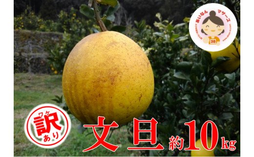 先行予約 訳あり 文旦 10kg （ Lサイズ 以上 ） 10000円 ぶんたん みかん mikan 蜜柑 ミカン 家庭用 産地直送 国産 農家直送 減農薬 糖度 期間限定 数量限定 特産品 ゼリー ジュース アイス 人気 限定 甘い 果実 果肉 フルーツ 果物 柑橘 先行 事前 予約 受付 ビタミン 健康 美味しい おいしい ジューシー サイズ ミックス あいなんマザーズ 愛南町 愛媛県 文旦 文旦 文旦 文旦 文旦 文旦 文旦 文旦 文旦 文旦 文旦 文旦 文旦