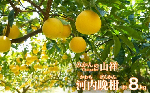 数量限定 先行予約 贈答用 河内晩柑 8kg （ 2L サイズ ） みかん 蜜柑 かわちばんかん 愛南ゴールド 果物 フルーツ 柑橘 ゼリー ジュース ギフト 贈答 プレゼント 贈り物 ビタミン 健康 美容 みかんの山祥 愛南町 愛媛県