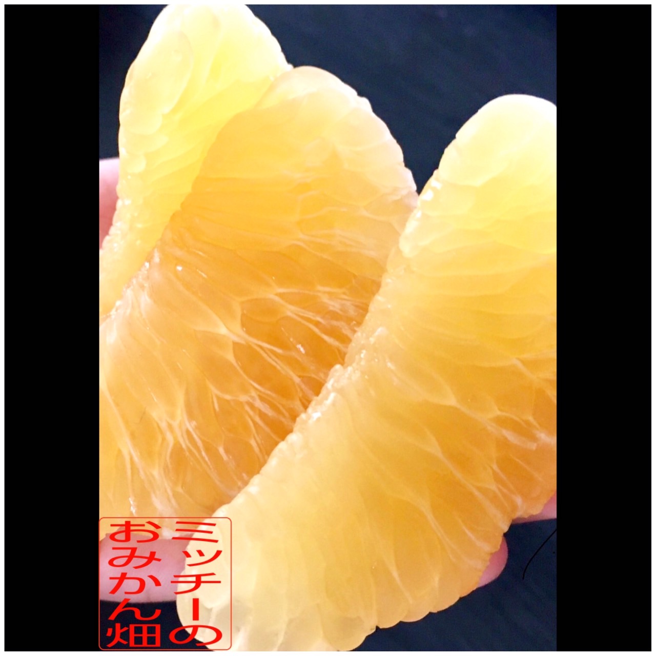 【訳あり】《中身で勝負》絶対的自信の河内晩柑（愛南ゴールド）7.5kg