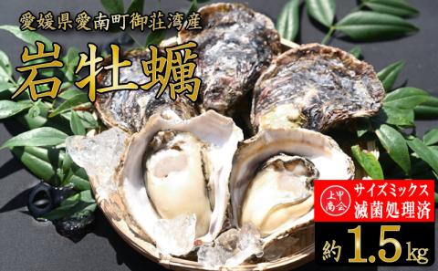 規格外 岩カキ 約1.5kg 滅菌処理済 不揃い サイズミックス 国産 養殖 かき 殻付き 焼き牡蠣 蒸し牡蠣 カキフライ 肉厚 海鮮 魚介 魚介類 BBQ バーベキュー 御荘湾 上甲商会 愛媛県