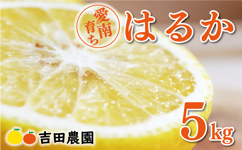 先行予約 はるか 5kg 9000円 みかん 国産 産地直送 農家直送 期間限定 愛南町 愛媛県