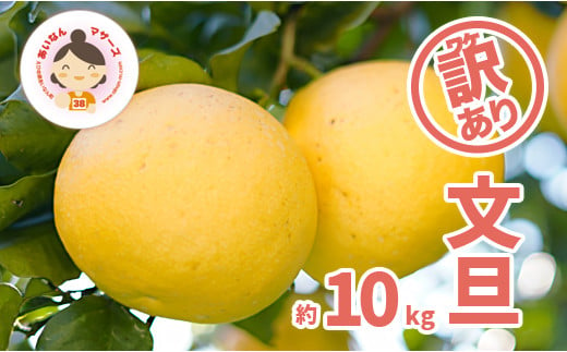 先行予約 訳あり 文旦 10kg ( Lサイズ 以上 ) 10000円 ぶんたん みかん mikan 蜜柑 ミカン 家庭用 産地直送 国産 農家直送 減農薬 糖度 期間限定 数量限定 特産品 ゼリー ジュース アイス 人気 限定 甘い 果実 果肉 フルーツ 果物 柑橘 先行 事前 予約 受付 ビタミン 健康 美味しい おいしい ジューシー サイズ ミックス あいなんマザーズ 愛南町 愛媛県 文旦 文旦 文旦 文旦 文旦 文旦 文旦 文旦 文旦 文旦 文旦 文旦 文旦