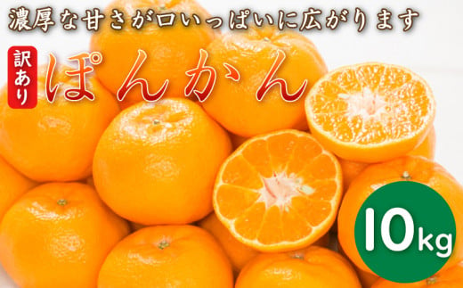 先行予約 訳あり 減農薬 ポンカン 10kg 愛南フルーツ サイズミックス サイズ混合 不揃い 柑橘 蜜柑 愛媛 みかん 産地 産直 文旦 河内晩柑 温州みかん ブラッド オレンジ ネーブル せとか なつみ 蜜柑 みかん 檸檬 果物 果実 ジューシー 甘い 愛媛県 愛南町