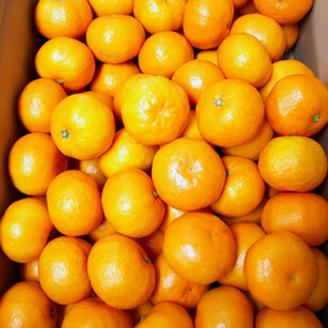 【C03035】山北みかん 5kg・サイズお任せ［期間限定品］