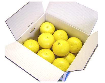 【C03042】高知県産 土佐文旦 10kg【ご家庭用】［期間限定品］