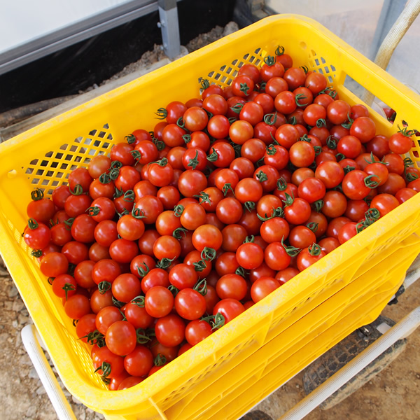 【B06066】高知産フルーツトマト「メルベーユ」　約1kg［期間限定品］