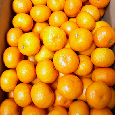 【C06035】山北みかん 5kg・サイズお任せ［期間限定品］