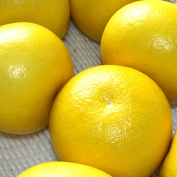 【C06037】温室文旦 3kg・6〜7玉［期間限定品］